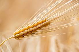 Sprouting grains increases their nutritional value. Grains Of Prophet Muhammed Pbuh Page 2 Of 3 About Islam In 2021 Barley Whole Grain Wheat Grains