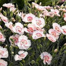 How To Grow And Care For Perennial Dianthus Flowers In The Garden