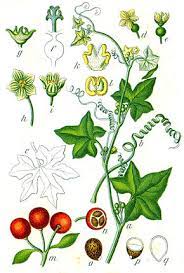 Vous pouvez ajouter cette page à vos favoris solution 4 images 1 mot et quand vous en aurez besoin, nous serons là pour vous aider à trouver. Bryone Dioique Wikipedia