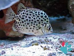 Calculate Fishes Age In Human Years Equivalence