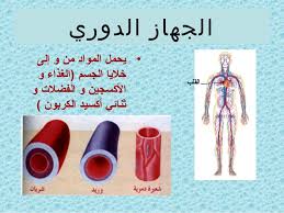 תוצאת תמונה עבור الجهاز الدوري