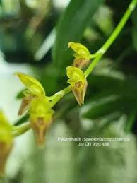Image result for Polystachya malilaensis