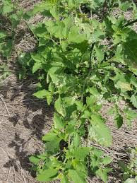 Image result for Nicolasia nitens