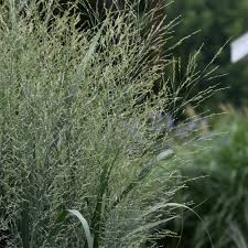 Image result for Panicum pole-evansii