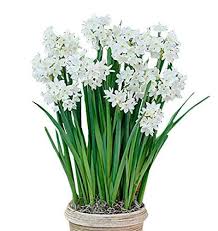 Fresh Paperwhite Narcissus Narcissus Bulbs Bulb Flowers Paperwhites