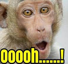 Sengketa melibatkan monyet bernama naruto itu sejak awal udah aneh banget. Pin Oleh Ady Suyanto Di Gambar Lucu Lucu Foto Lucu Gambar Lucu