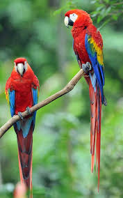 El ave nacional de honduras ara macao. El Ave Tropical Mas Famosa La Guacamaya Magia Y Diversion Rancho Magico