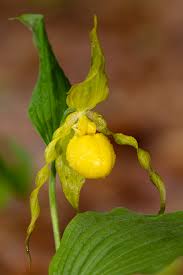 Image result for Capillipedium parviflorum