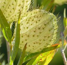 Image result for Gomphocarpus glaucophyllus