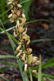 Image result for Chlorophytum amplexicaule