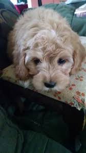 Cockapoo puppies at pet puppies for sale are an ideal designer puppy for a family looking for a low shedding pup, with high personality. 24 Best Cockapoo Puppies For Sale Ideas Cockapoo Puppies Puppies Cockapoo Puppies For Sale