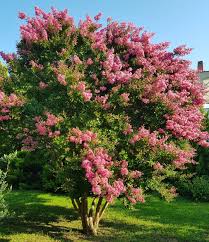 Image result for Lagerstroemia speciosa