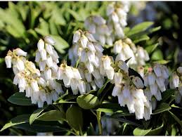 Image result for Pieris japonský debutante obrázek