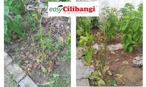 Selalu layu dan mati je walaupun letak banyak baja…. 5 Langkah Merawat Pokok Terlebih Baja Blog Cilibangi