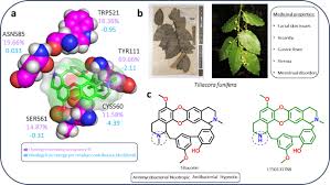 Image result for Tiliacora funifera