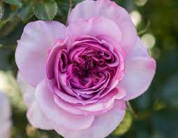 Lavender Veranda Star Roses And Plants