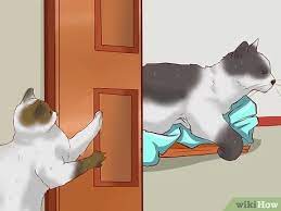 How To Encourage Multiple Cats To Get Along With Each Other