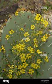 Image result for Janusia