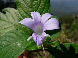 Image result for Barleria setosa