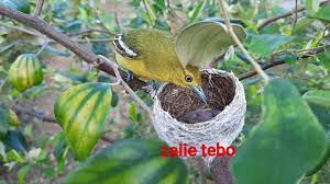 Check spelling or type a new query. Burung Kelicap Kunyit Cak Lilin Pulang Ke Sarang Youtube