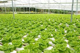 Company list malaysia organic farming. Organic Hydroponic Vegetable Garden At Cameron Highlands Malaysia Stock Photo Picture And Royalty Free Image Image 13506310