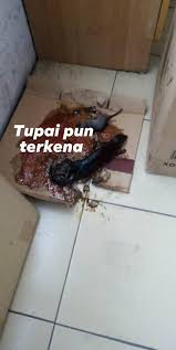 Check spelling or type a new query. Perangkap Tikus Dengan Penggunaan Bug Ezz Pest Resources Facebook