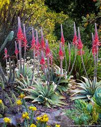 Image result for Aloe suprafoliata