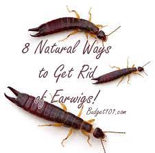 Remodelrepairreplace.com has been visited by 10k+ users in the past month 8 Natural Ways To Get Rid Of Earwigs Homemade Pesticides Earwigs Get Rid Of Earwigs Getting Rid Of Earwigs