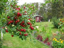 Rootstock varieties will produce seed that is mostly true to type, meaning those seeds will be like their parents which is unlike most apple seeds. Growing Fruit Varieties In Zone 4 Fruit Fruit Trees Growing Fruit