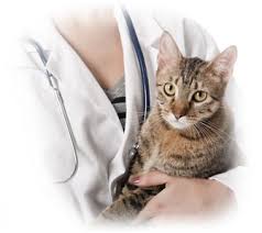 Heating assistance programs for low income families. Actors And Others For Animals Emergency Medical Assistance