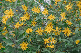 Vegetable, herb, flower, grain, cover crop, microgreens, sprouts, wheatgrass & more Sunchokes A Great Survival Food Steemit