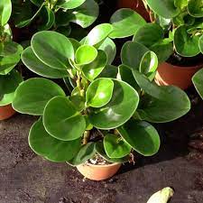 Buy Peperomia Obtusifolia Plant Online From Nurserylive At Lowest Price Peperomia Plant Plants Potted Plants Outdoor