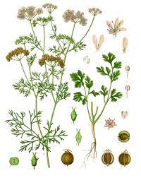 In indonesian, daun means leaf, ubi refers to cassava, and tumbuk means pounded. Coriander Wikipedia