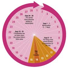 period problems how to chart your menstrual cycle