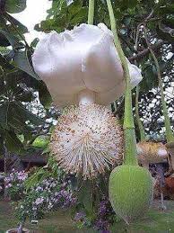 Le Baobab En Reve Le Sens Fleurs Insolites Fleurs Etranges Planter Des Fleurs