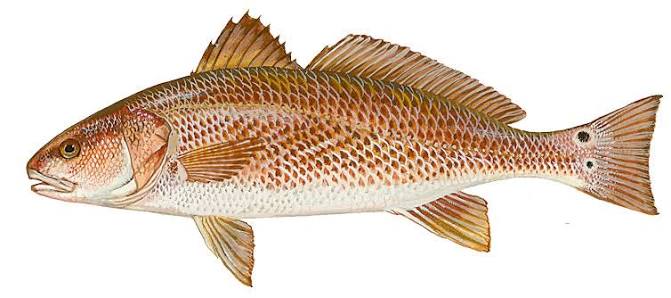 Red Drum - Delaware Fish Facts