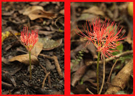 Image result for Hebenstretia angolensis