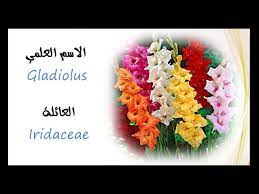 انواع الزهور واسمائها أسماء أشهر أنواع الزهور والورود بالعربية والإنجليزية صور ورد youtube