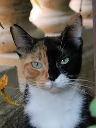 You'll receive email and feed alerts when new items arrive. Cat Pussy Cute Free Photo On Pixabay