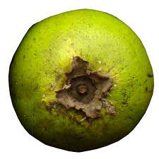 Check spelling or type a new query. Black Sapote Produce Market Guide