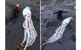 The largest of these elusive giants ever found measured 59 feet in length and weighed nearly. Divers Find Enormous Creepy Squid On New Zealand Beach Live Science