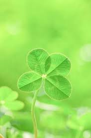 Honey On Twitter Good Morning Flowers Four Leaf Clover Clover Leaf