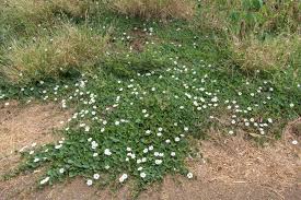 Image result for Ipomoea obscura