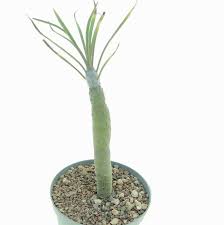 Image result for Kleinia