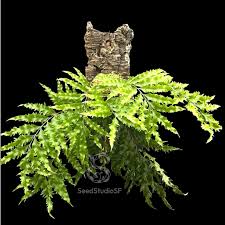 Image result for Drynaria