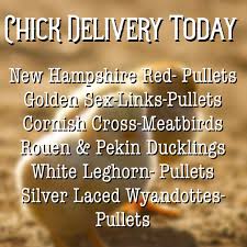 Maybe you would like to learn more about one of these? Sacramento Feed Co Home Facebook