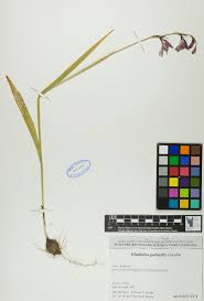 Image result for Gladiolus pretoriensis