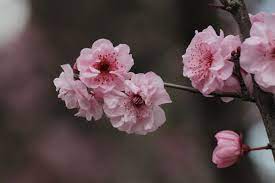 Language Of Flowers Series Cherry Blossoms Innocence Simplicity Spring Cherry Blossoms Are Known Japanese Cherry Tree Pink Cosmetics Language Of Flowers