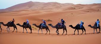 You make me wanna walk like a camel. A Night Under The Stars In The Sahara Desert Studentuniverse Travel Blog
