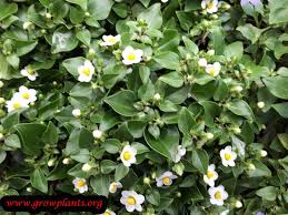 Image result for Exacum